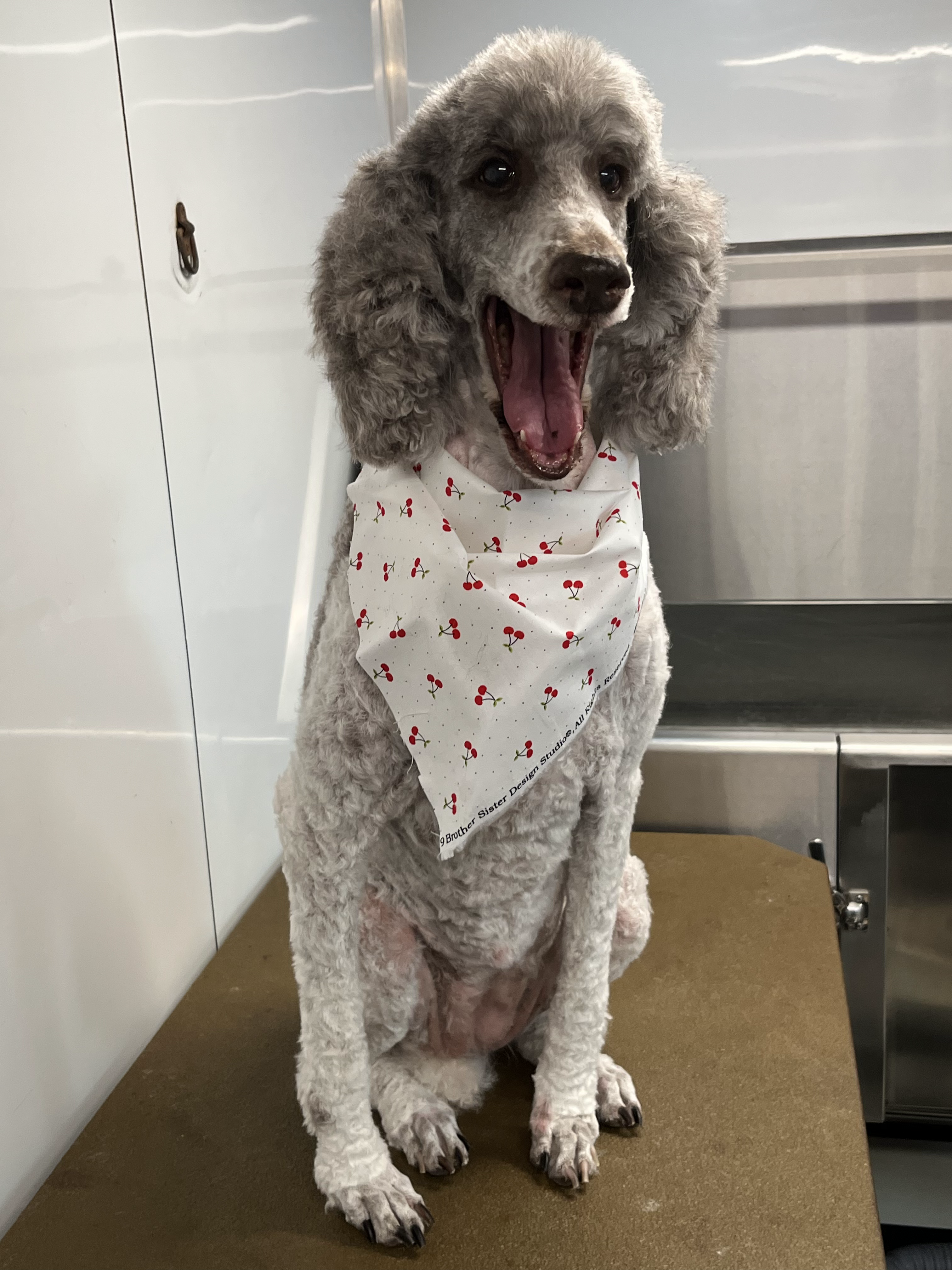 After grooming
